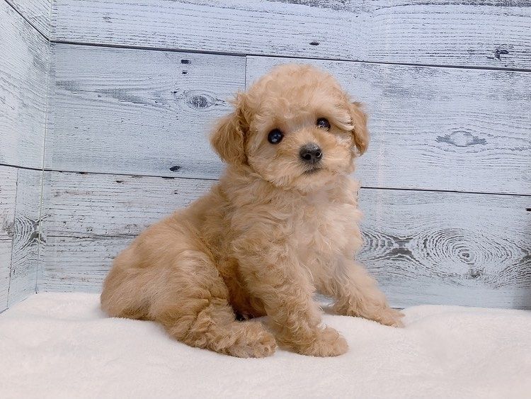 Weiblicher Pudel zur Adoption verfügbar