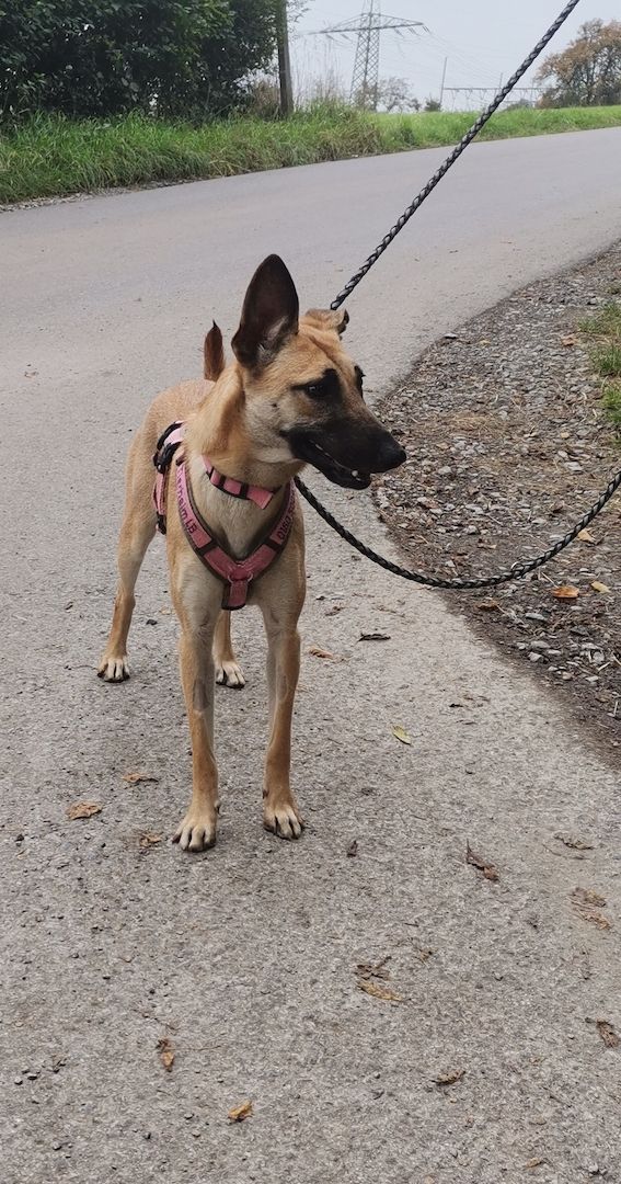 Freundliche Cleo sucht ihre Familie