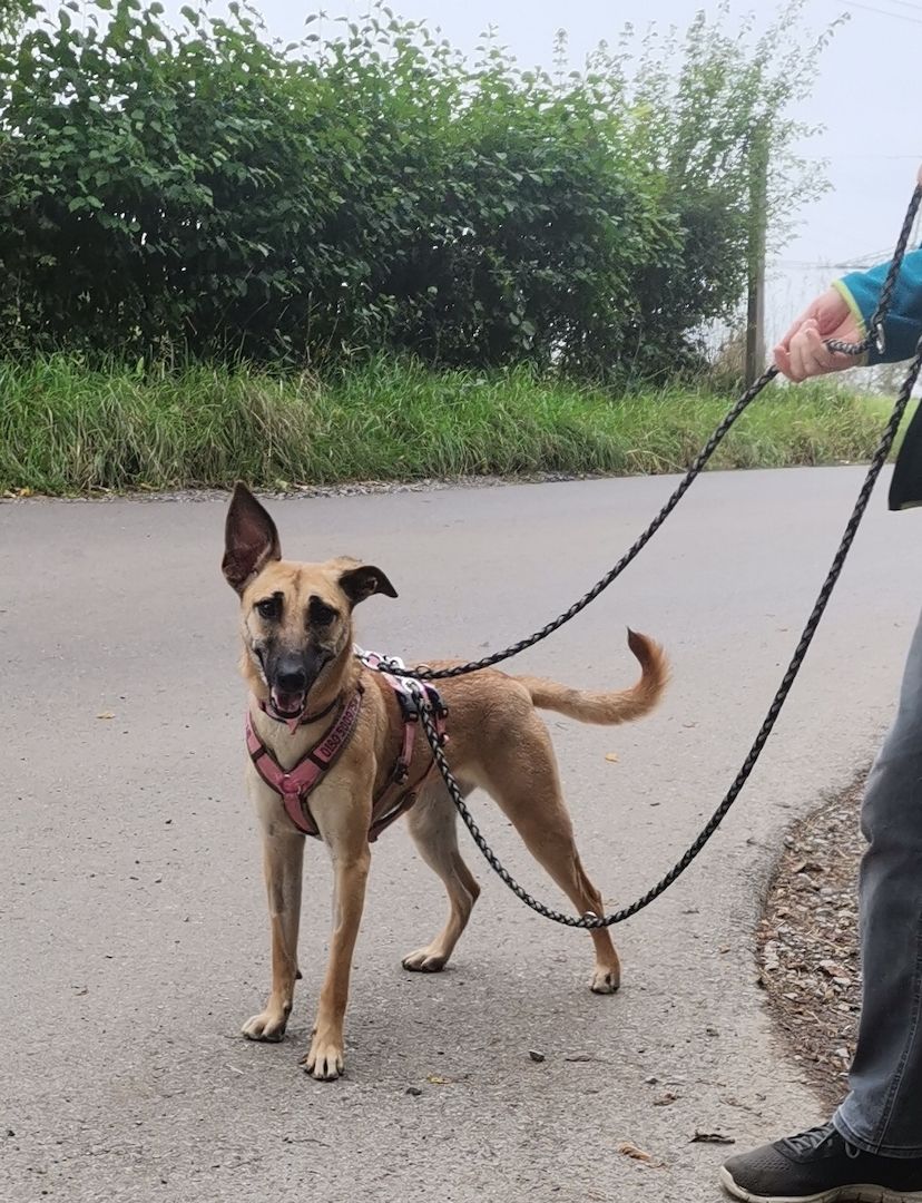 Freundliche Cleo sucht ihre Familie