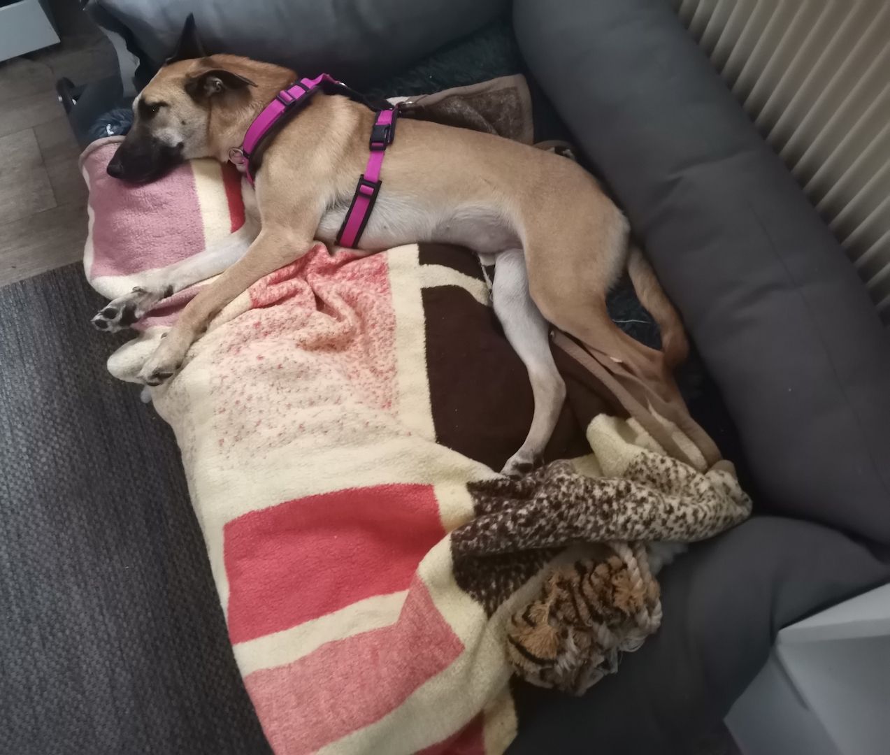 Freundliche Cleo sucht ihre Familie