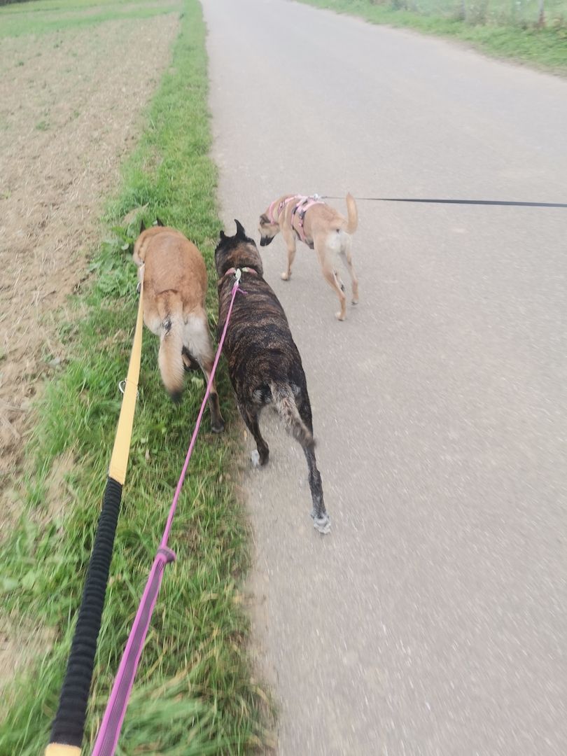 Freundliche Cleo sucht ihre Familie