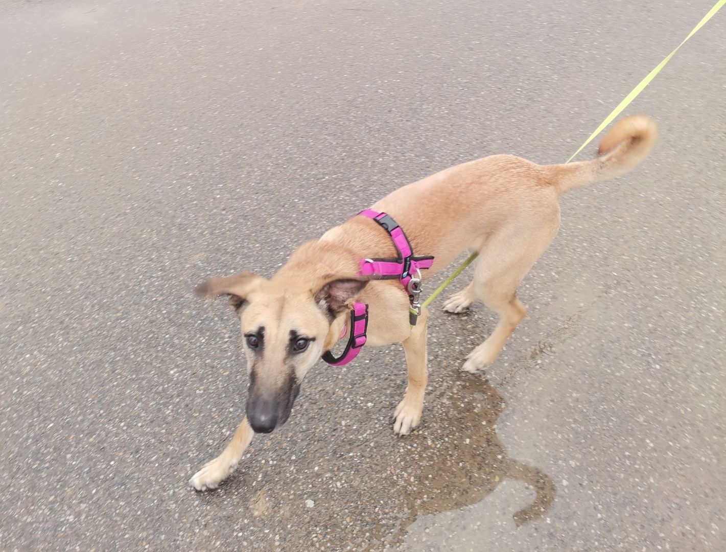 Freundliche Cleo sucht ihre Familie