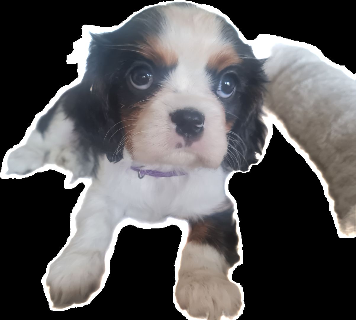 Zauberhafte Cavaliere in Tricolor Update I