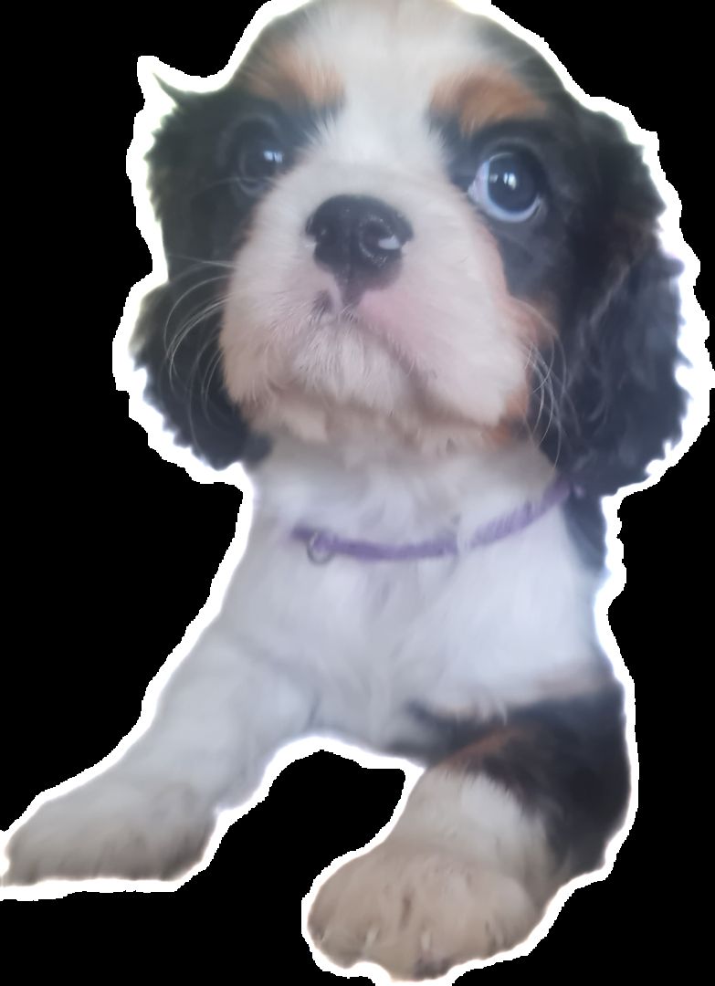 Zauberhafte Cavaliere in Tricolor Update I