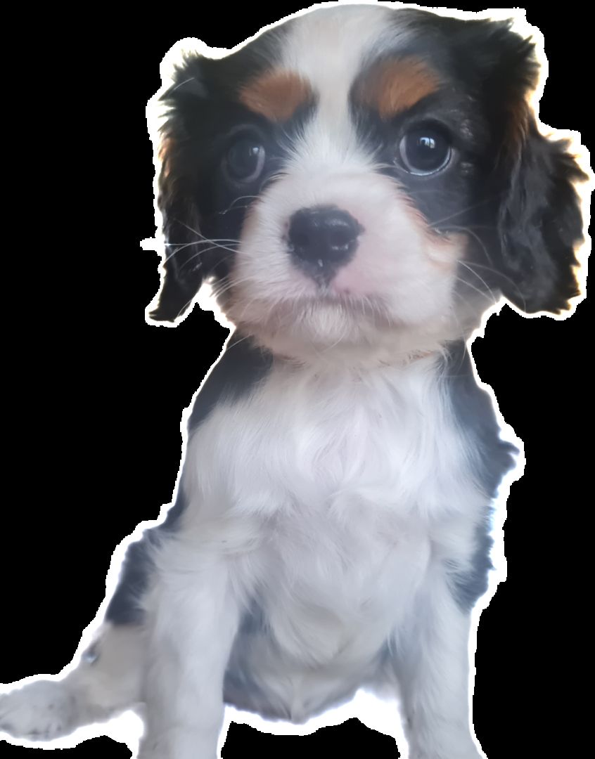 Zauberhafte Cavaliere in Tricolor Update I