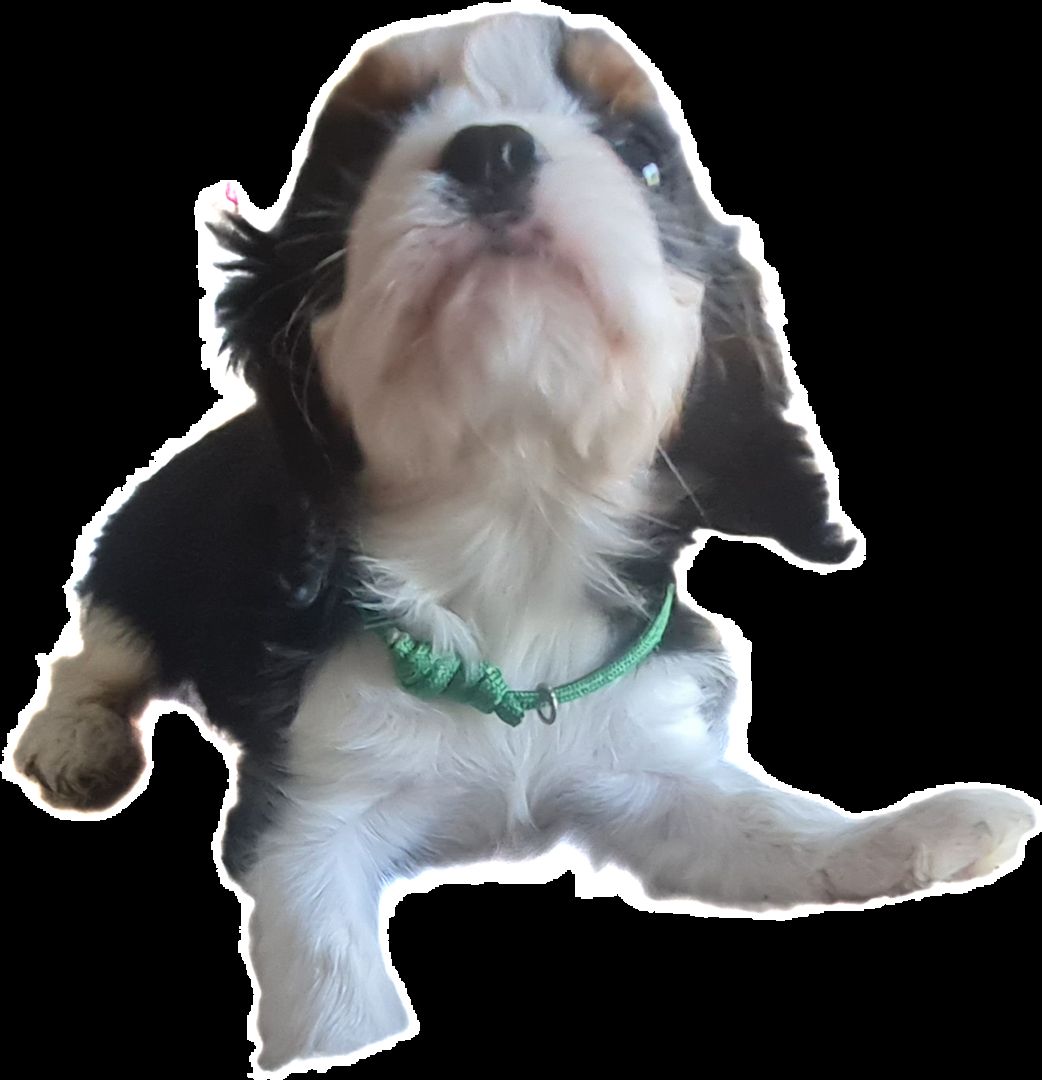 Zauberhafte Cavaliere in Tricolor Update I