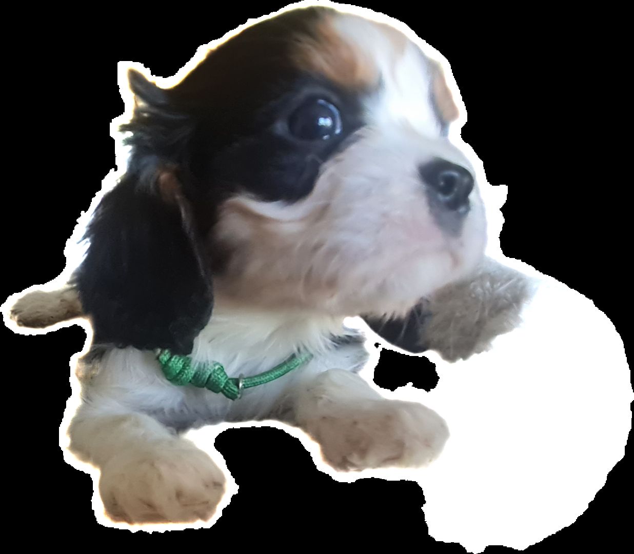 Zauberhafte Cavaliere in Tricolor Update I