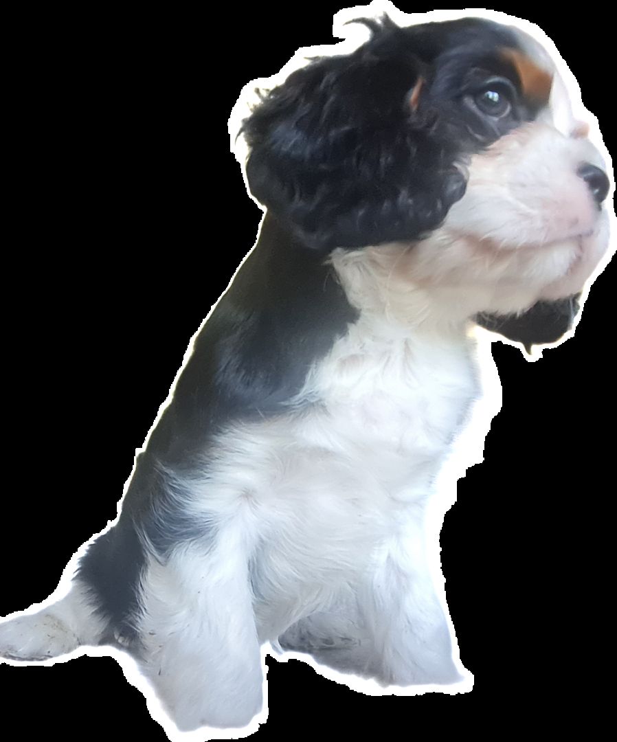 Zauberhafte Cavaliere in Tricolor Update I