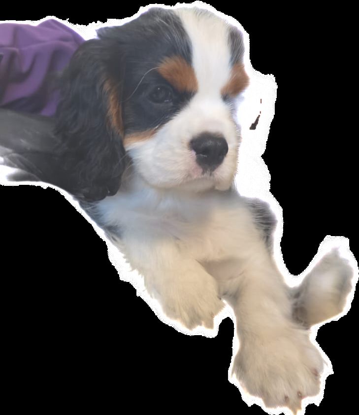 Zauberhafte Cavaliere in Tricolor Update I