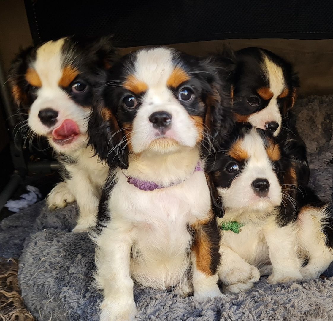 Zauberhafte Cavaliere in Tricolor Update I