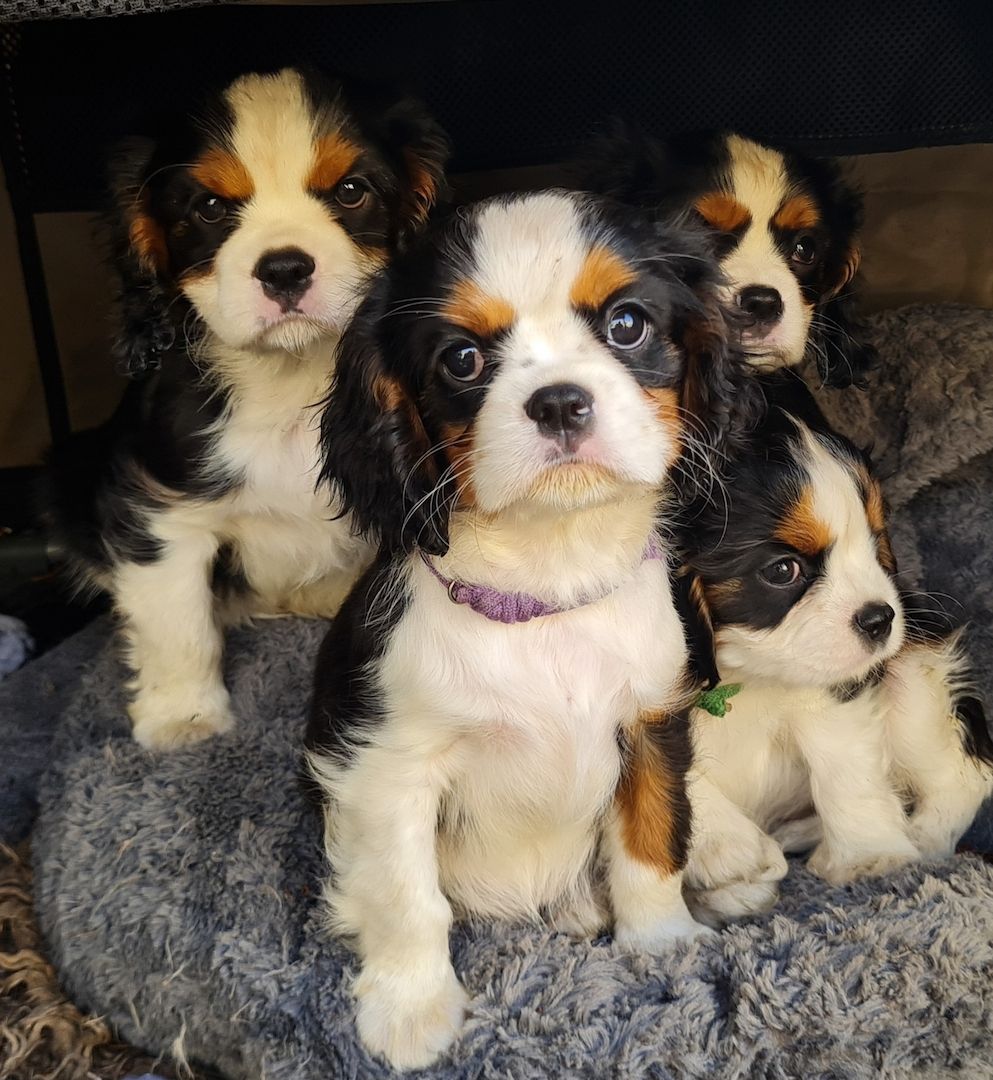 Zauberhafte Cavaliere in Tricolor Update I