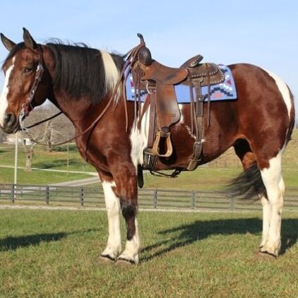 Quarter Horse Stute Mira (WhatsApp.  +49 1784876041)