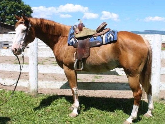 schönen Paint Horse Wallach mit Overo Zeichnun