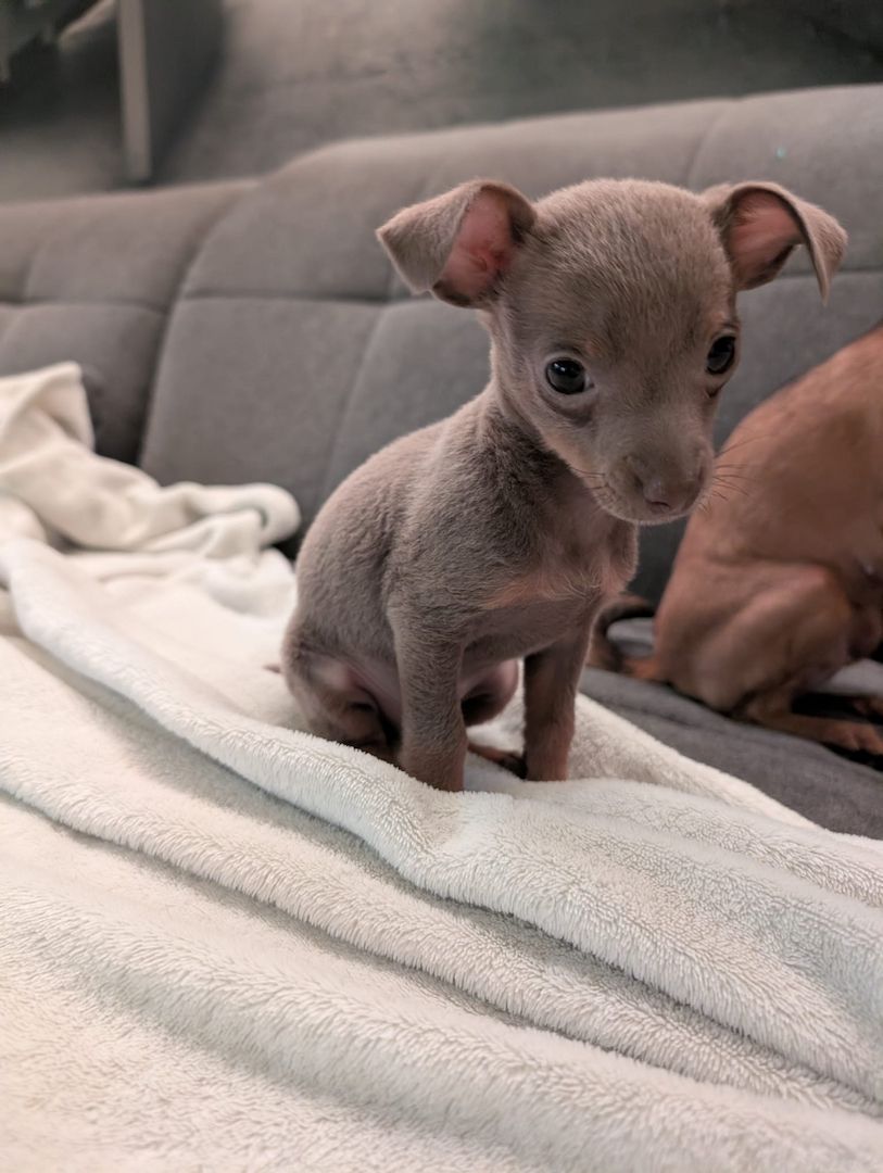 Russkiy Toy Rüde / Welps sucht ab 01.12.2025 Neues zuhause Silber Grau