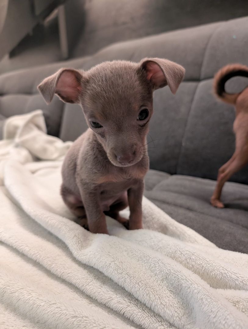 Russkiy Toy Rüde / Welps sucht ab 01.12.2025 Neues zuhause Silber Grau