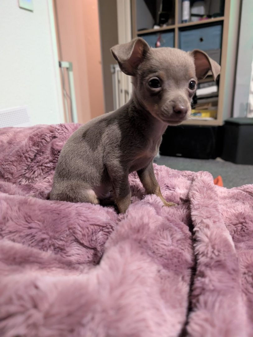 Russkiy Toy Rüde / Welps sucht ab 01.12.2025 Neues zuhause Silber Grau