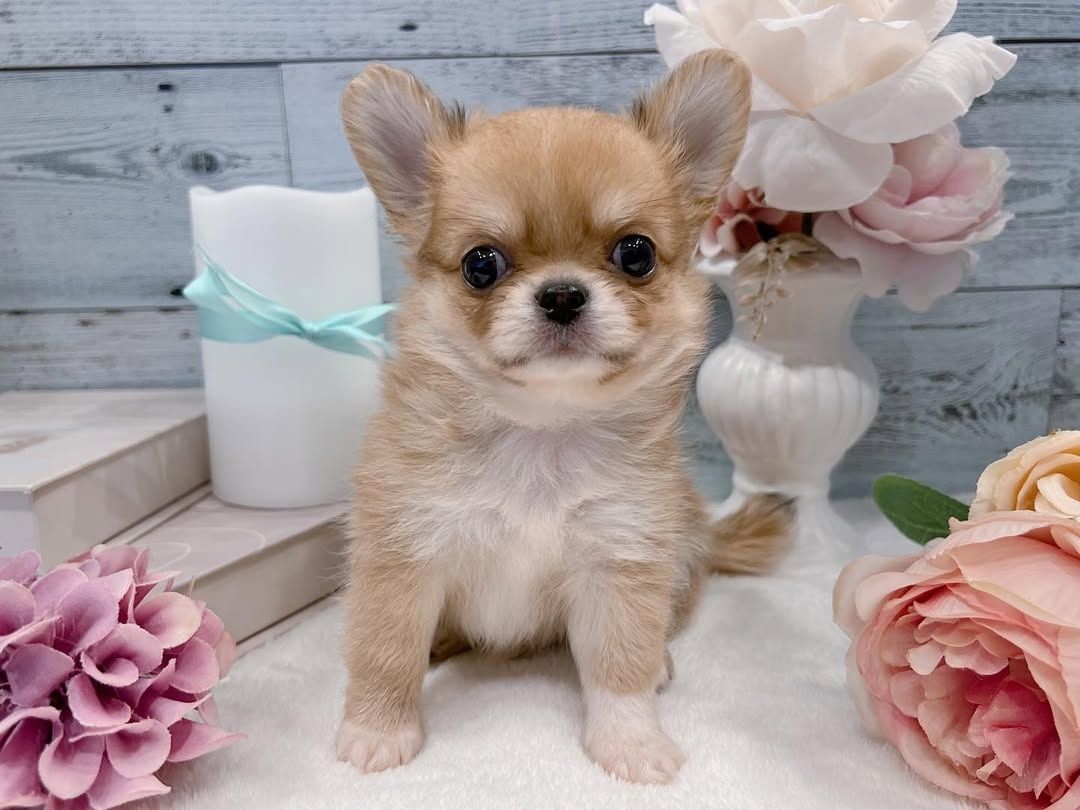 Chihuahua-Welpe zur Adoption