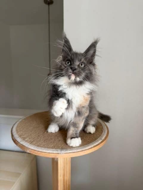Maine-Coon-Kätzchen zur Adoption