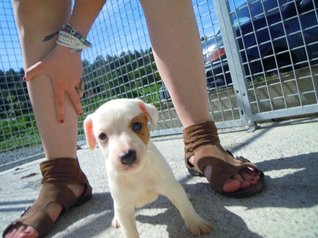 Jack-Russell-Welpen bereit für ein neues Zuhause