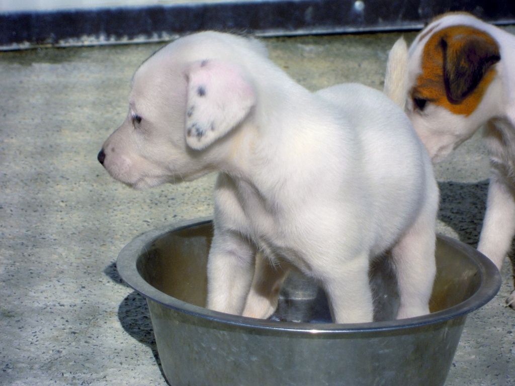Jack-Russell-Welpen bereit für ein neues Zuhause