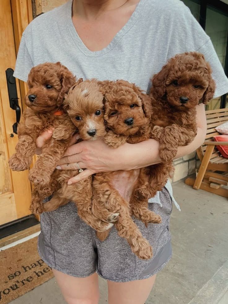 Seltene, einzigartige Cavapoos der Größe Moyen