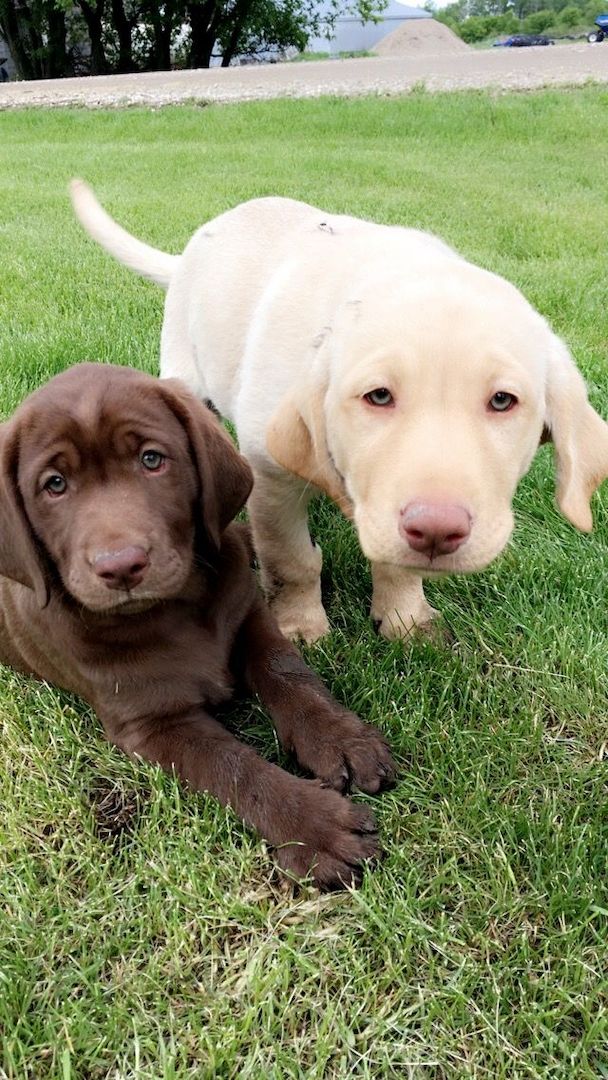 Labrador Retriever Wurf