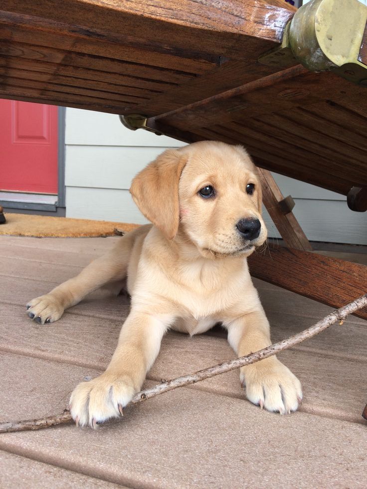 Labrador Retriever Wurf