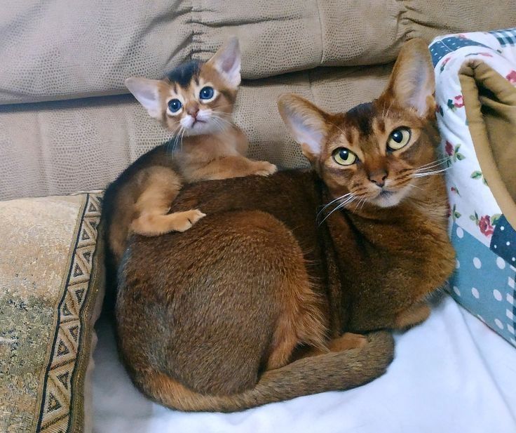 Ab sofort verfügbar! Wunderschöne Abessinier-Kätzchen