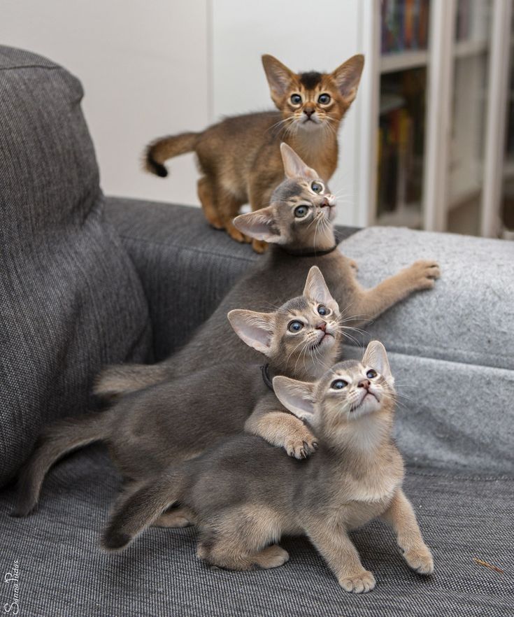 Ab sofort verfügbar! Wunderschöne Abessinier-Kätzchen