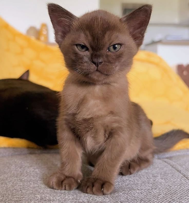 Ihr vierter Wurf war bisher der beste!