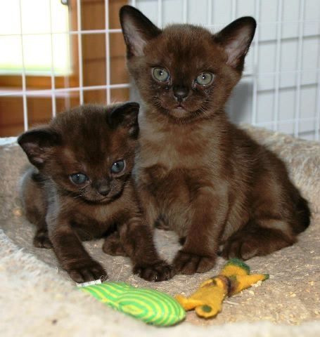 Ihr vierter Wurf war bisher der beste!