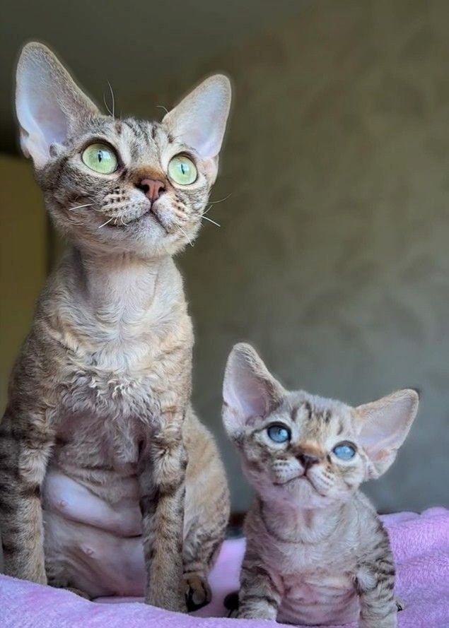 3 Schmusekatzen – wahre Stickerkatzen – 