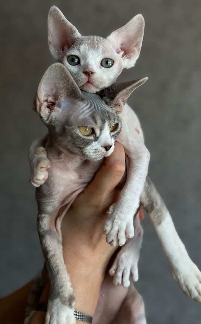 3 Schmusekatzen – wahre Stickerkatzen – 