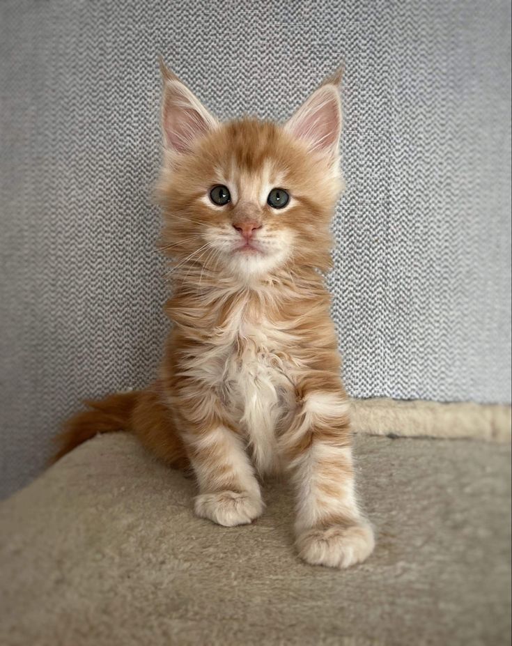 Reinrassige Mainecoons