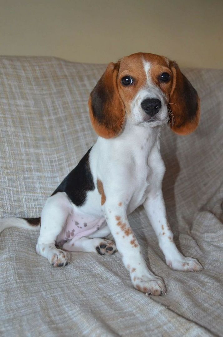 Wunderschöne dreifarbige Beagle-Welpen!