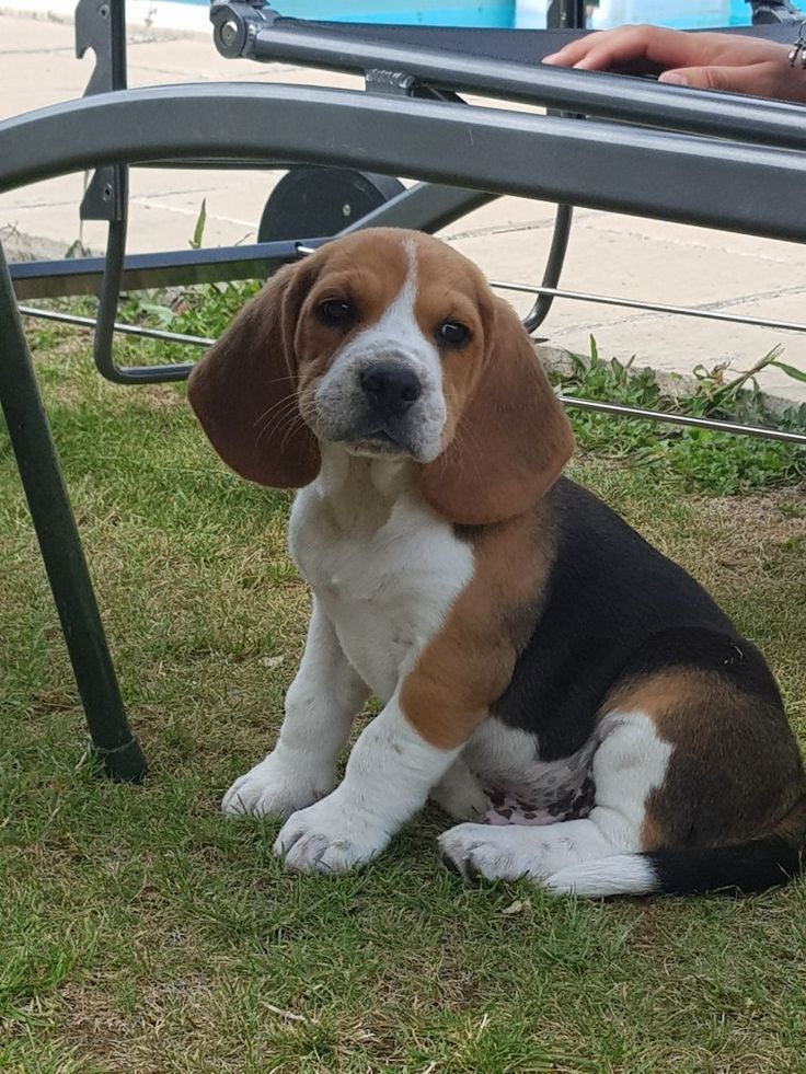 Wunderschöne dreifarbige Beagle-Welpen!