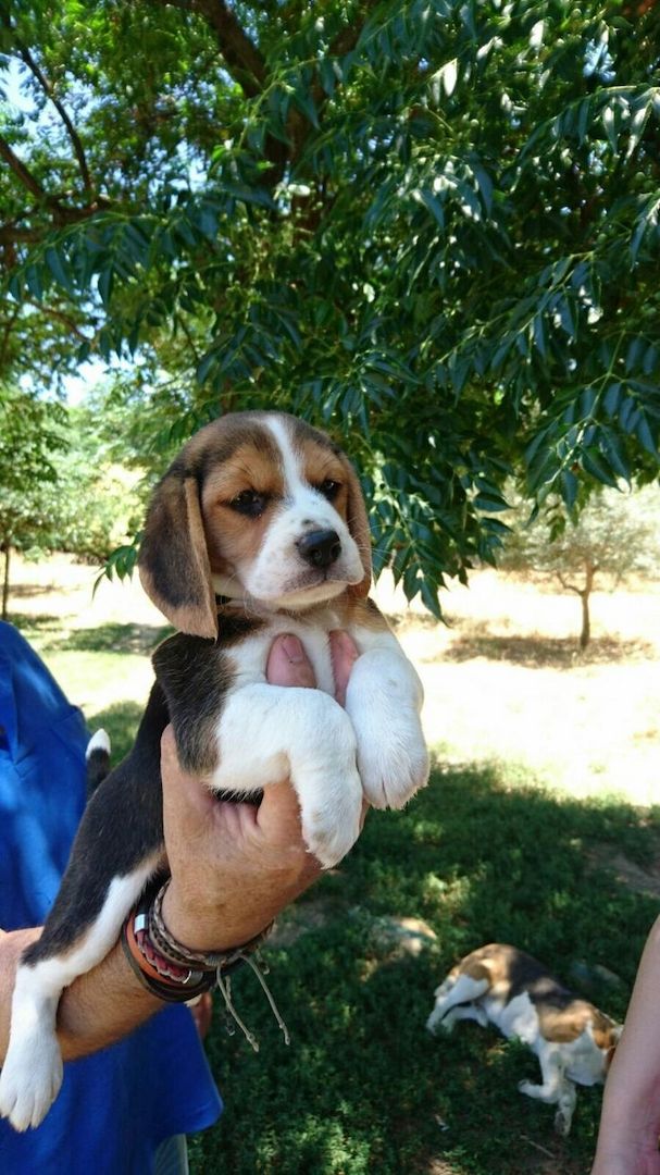 Wunderschöne dreifarbige Beagle-Welpen!