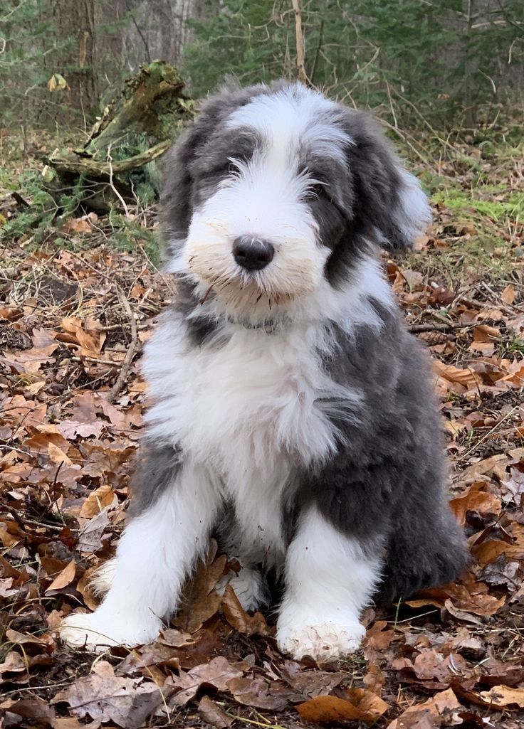 2 wunderschöne Bearded Collie Welpen (Hündinnen)