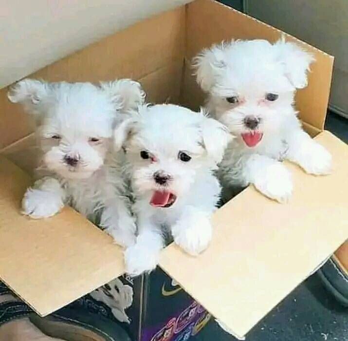 Malteserwelpe zur Adoption