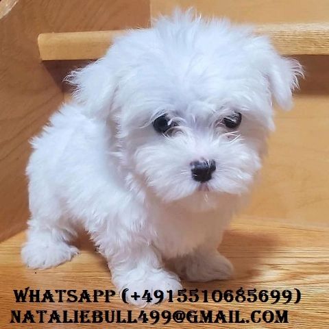 Malteserwelpe zur Adoption