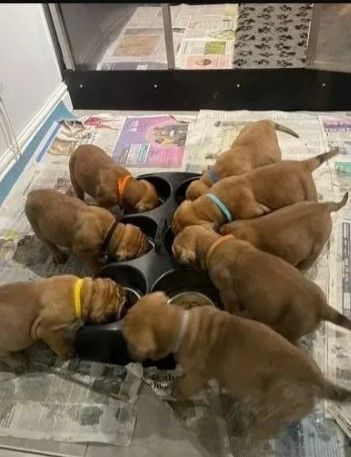 Boxer Welpen (Mädchen und Rude) mit Papieren