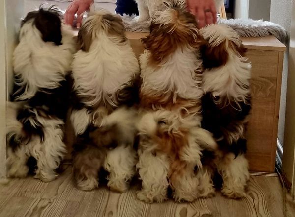 Shih Tzu Welpen mit Papieren 