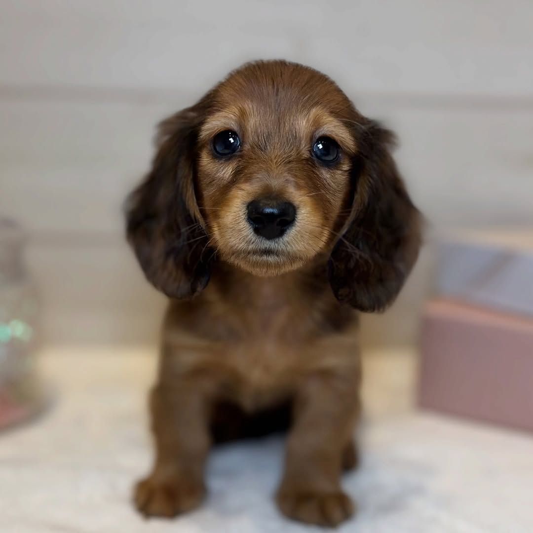 Dackelwelpe zur Adoption