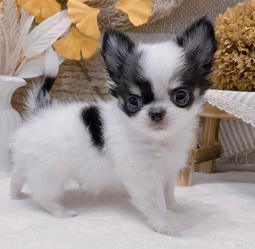 Chihuahua-Welpe zur Adoption