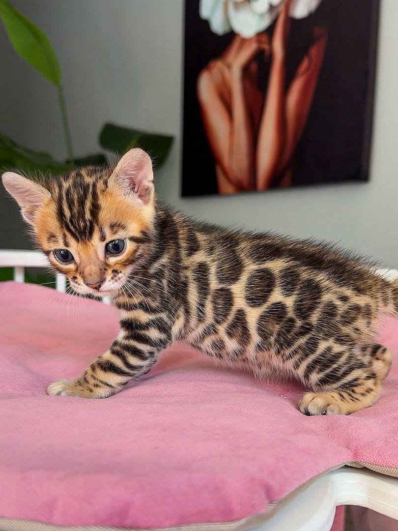 Bengalkätzchen zur Adoption