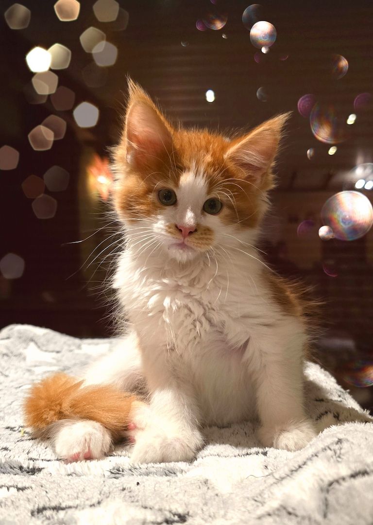 Reinrassige Traum Maine Coon Kitten