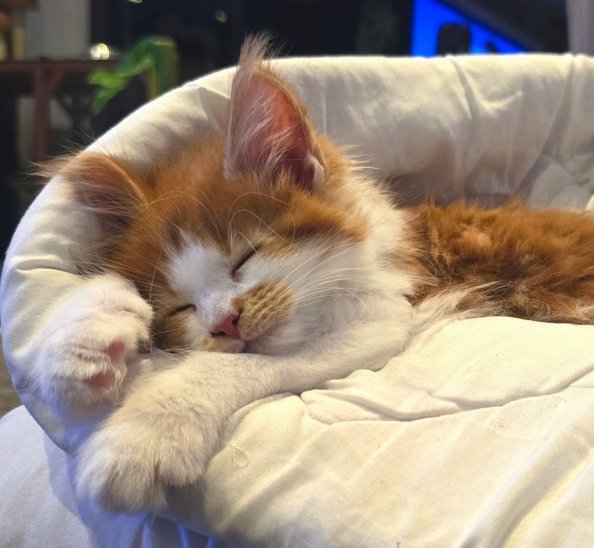 Reinrassige Traum Maine Coon Kitten