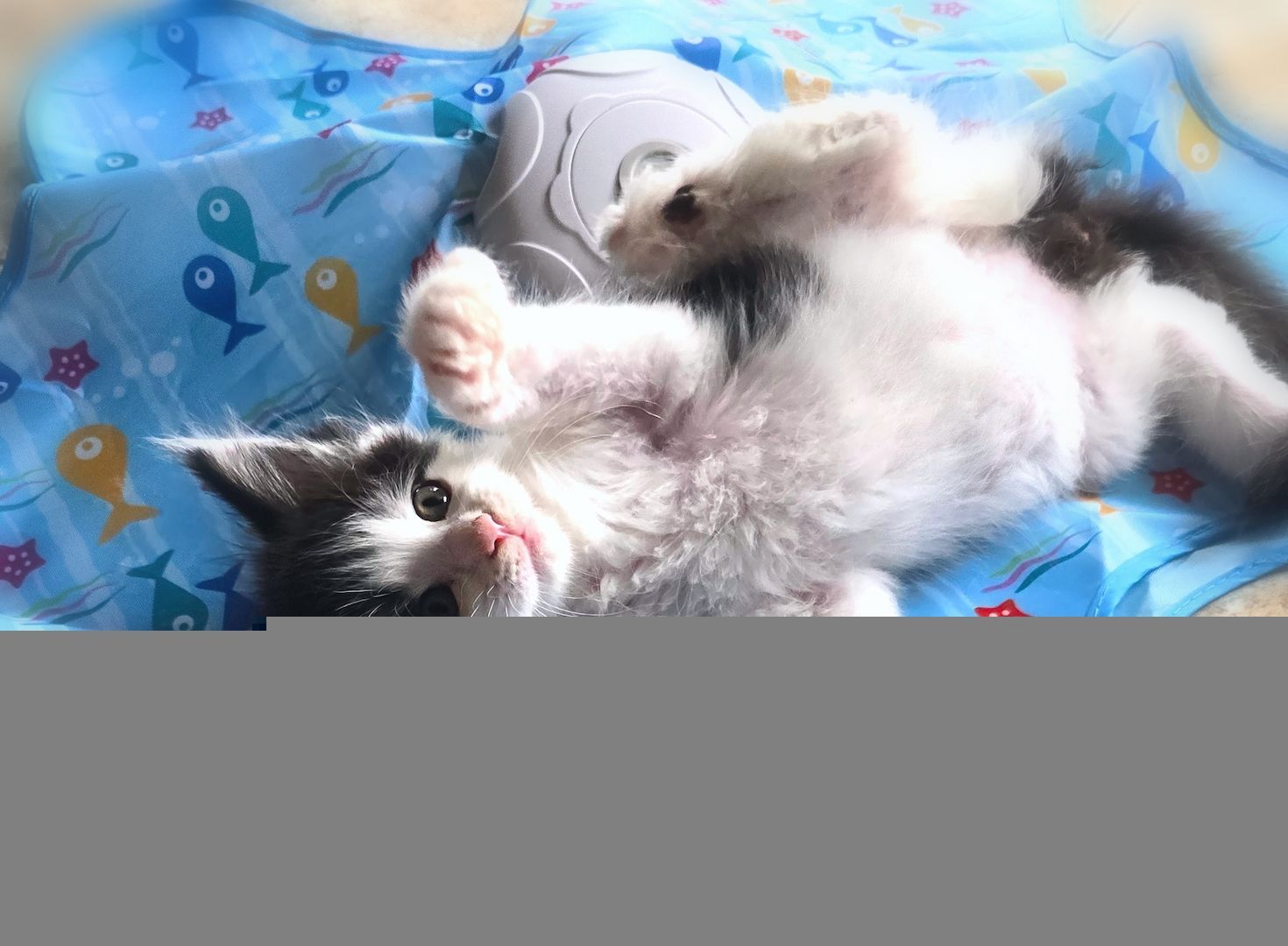 Reinrassige Traum Maine Coon Kitten