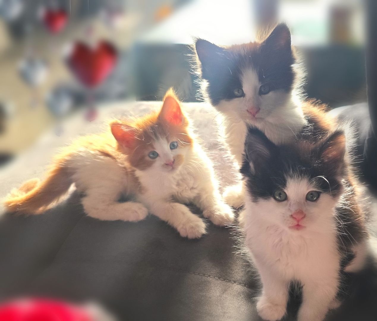 Reinrassige Traum Maine Coon Kitten