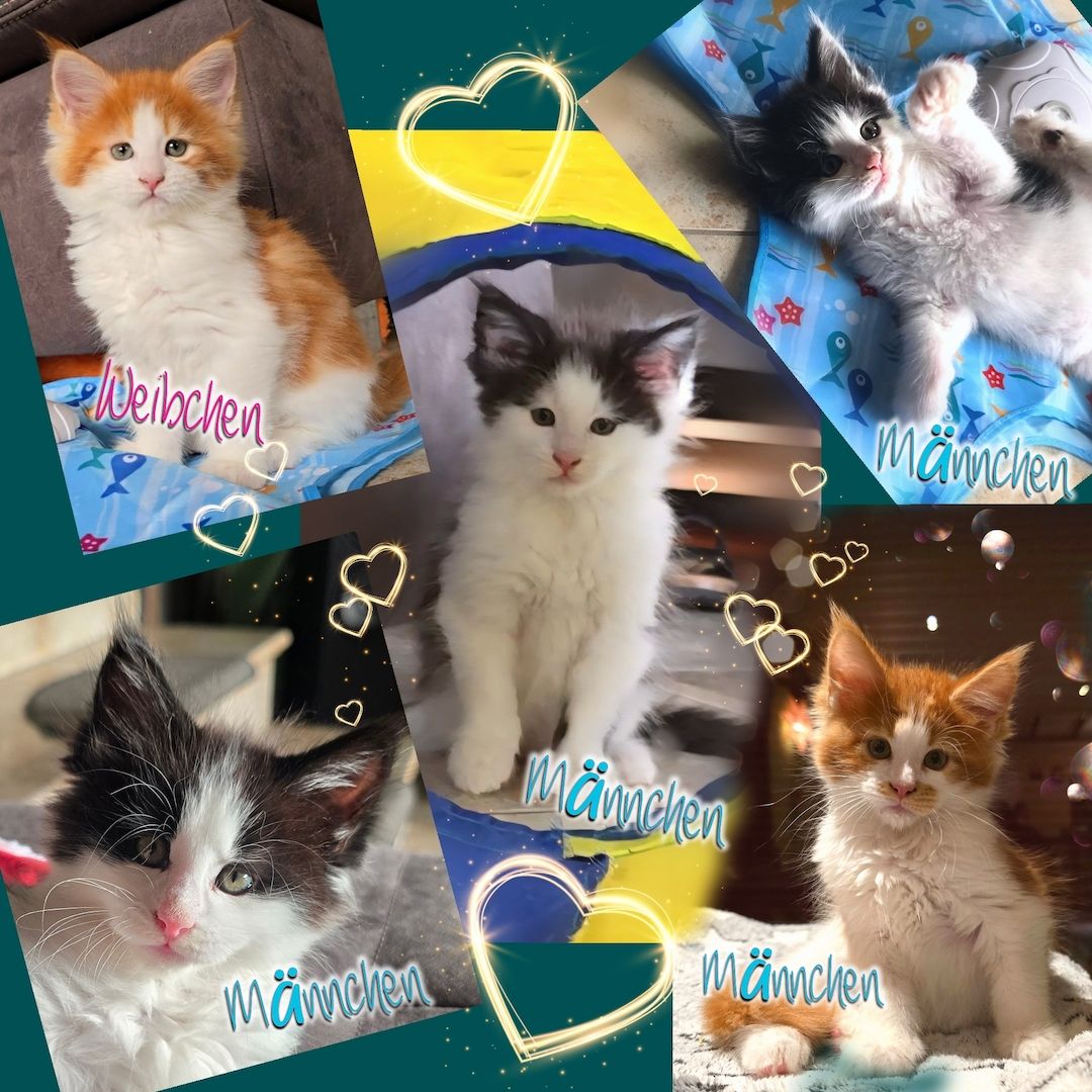 Reinrassige Traum Maine Coon Kitten